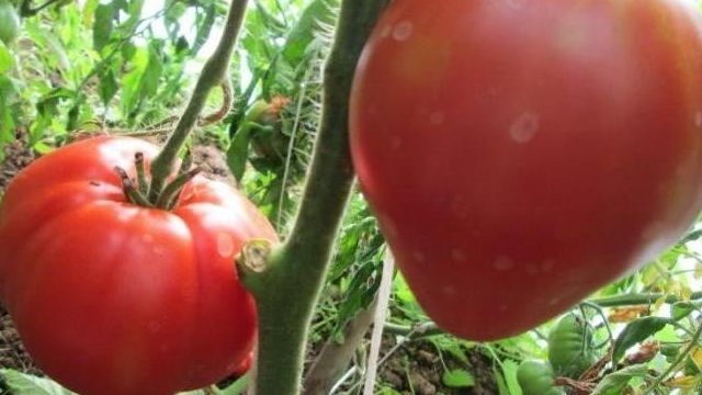 Батяня — томат: характеристика, описание сорта, урожайность, посадка и уход
